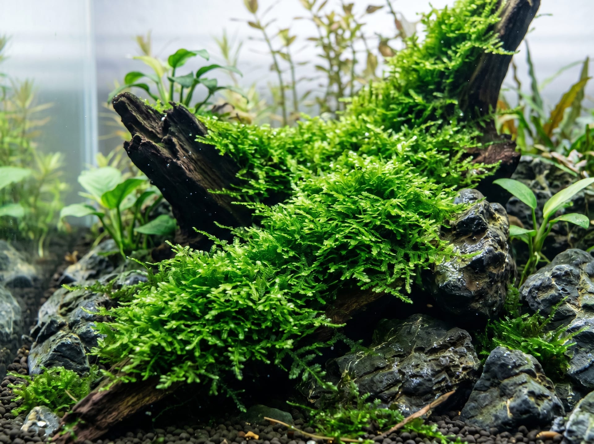水草