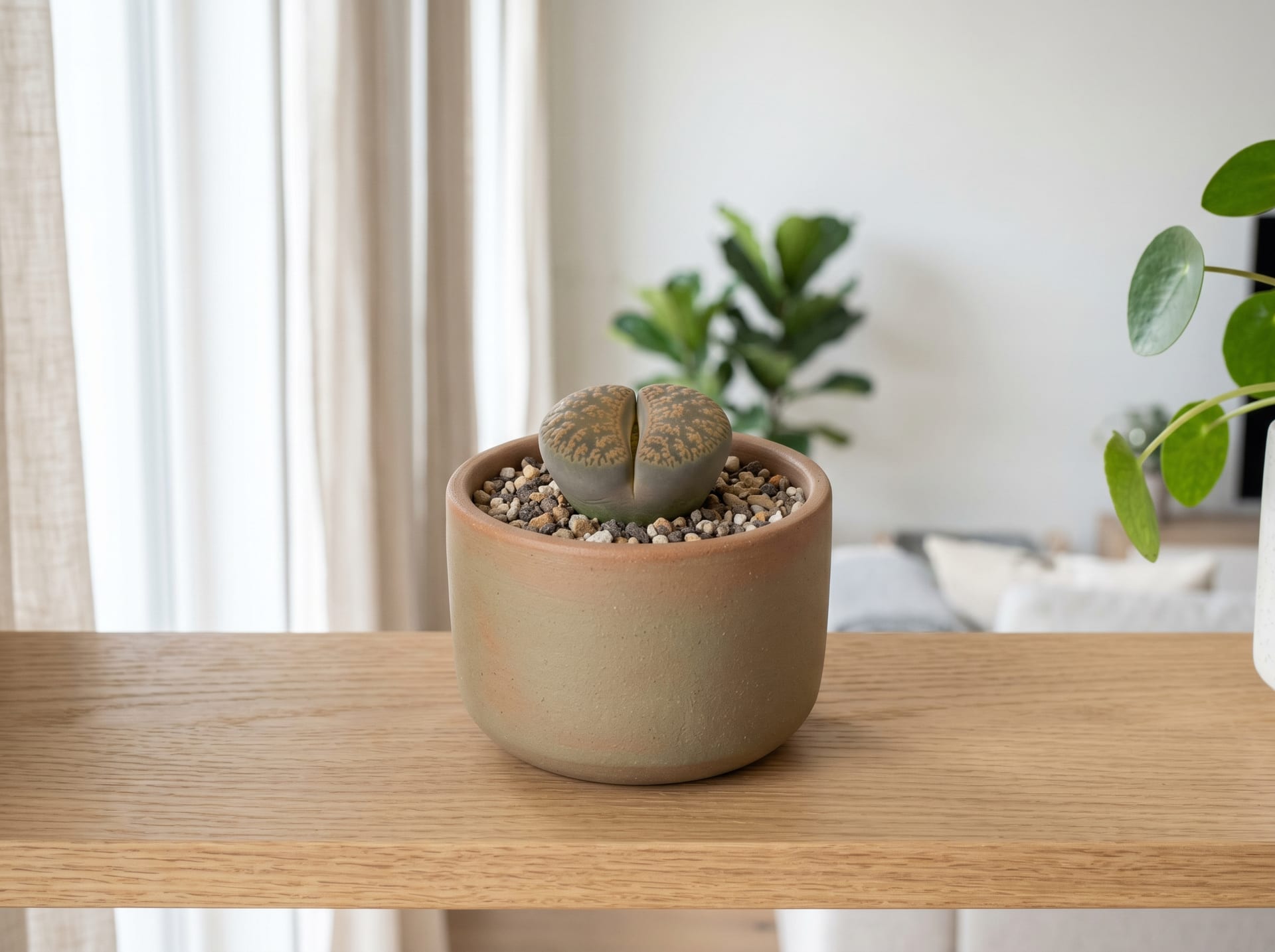 Lithops (Lithops spp.)