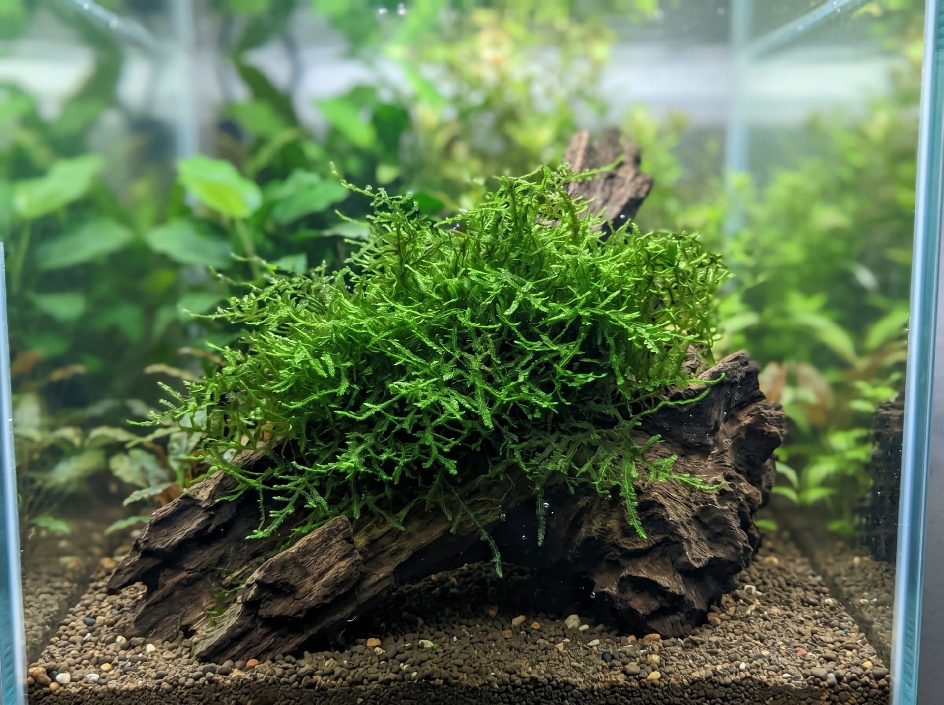 爪哇苔 (Taxiphyllum barbieri)