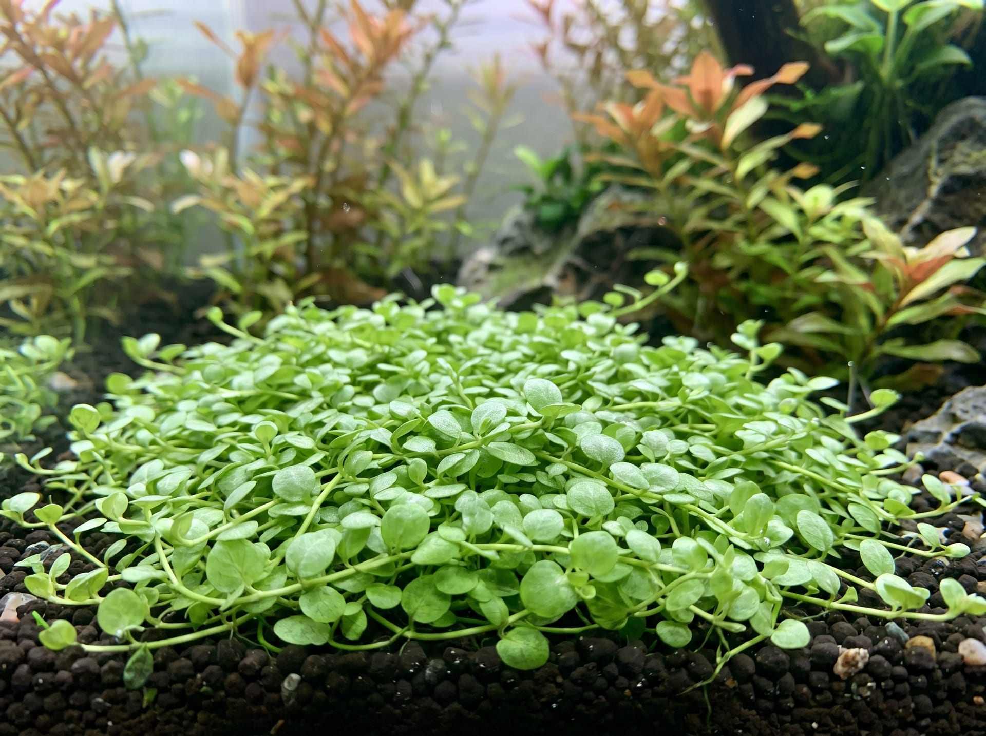 新大珍珠草