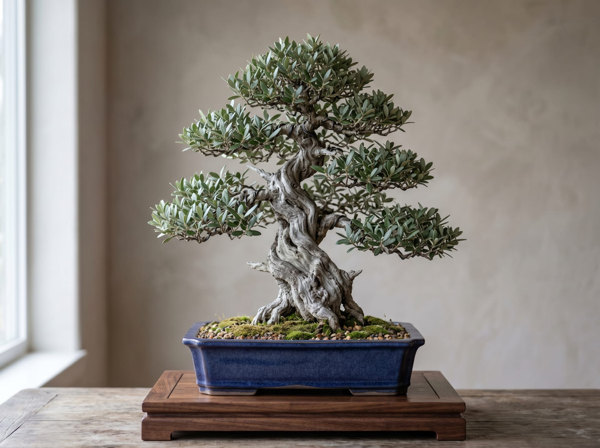 Olive Bonsai