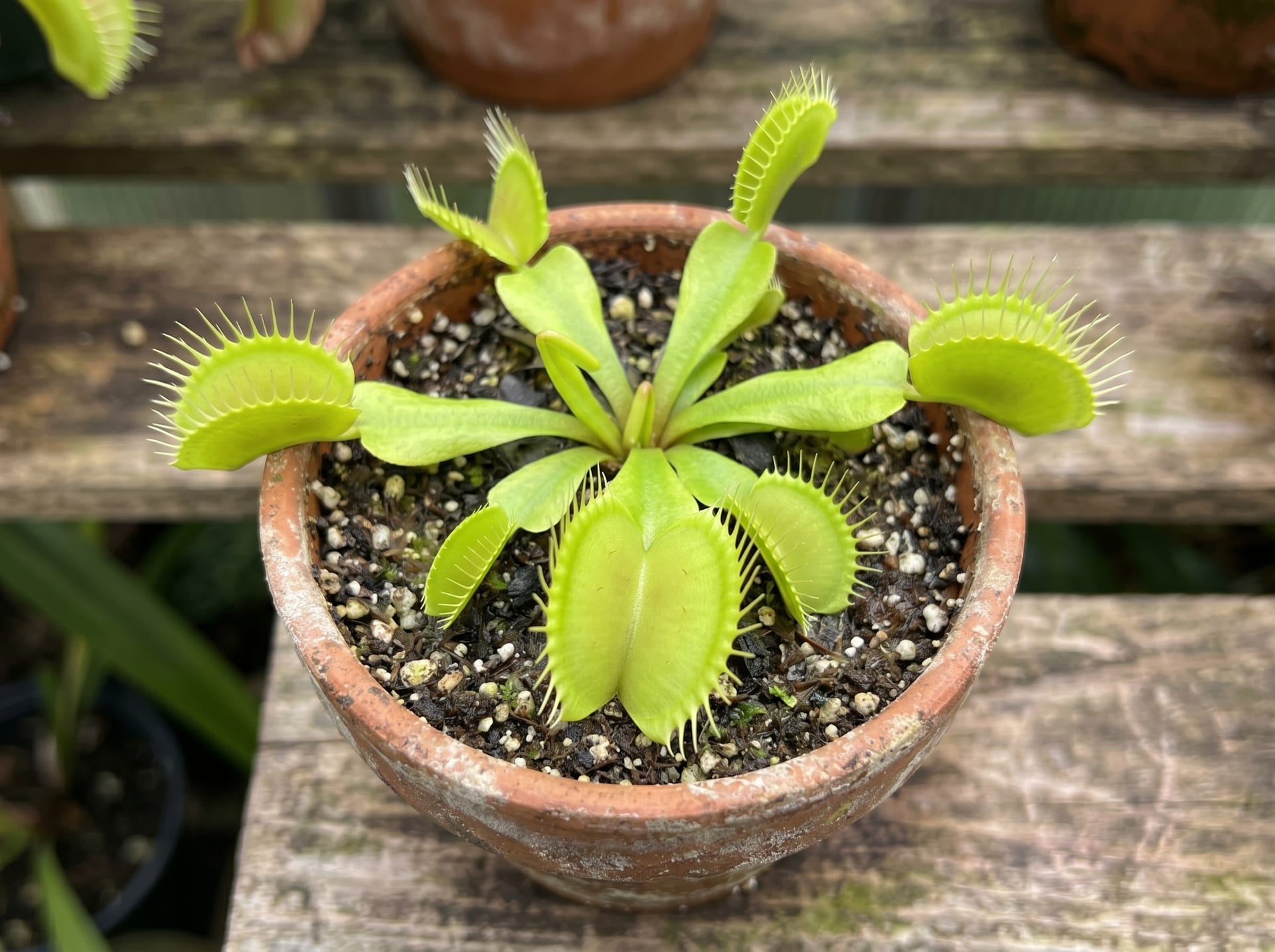 Venus Flytrap Green Dragon