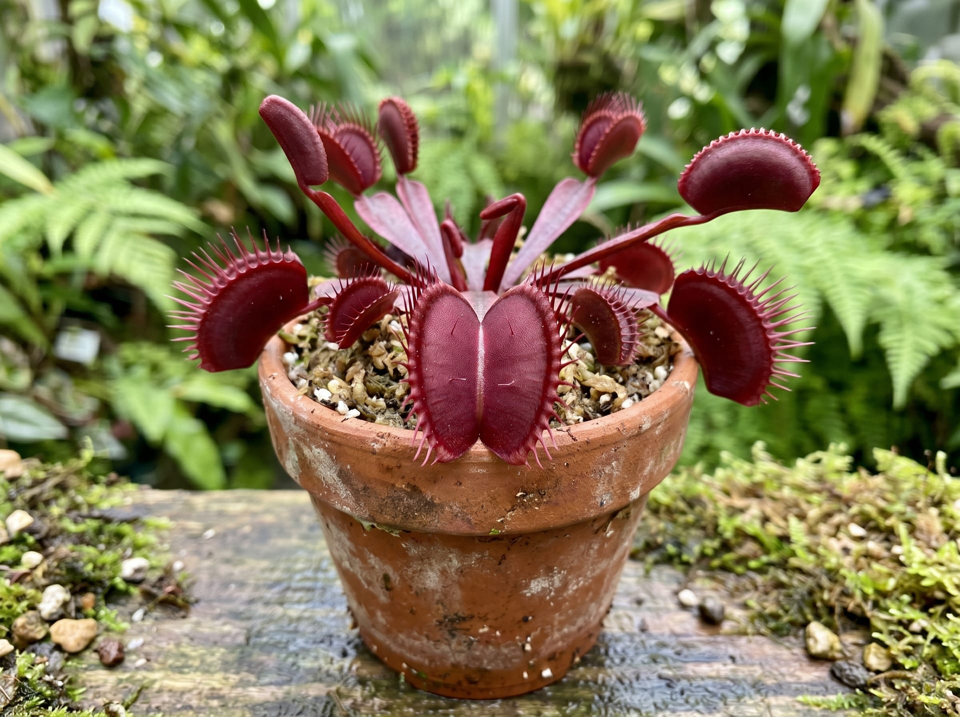 Venus Flytrap Red Dragon