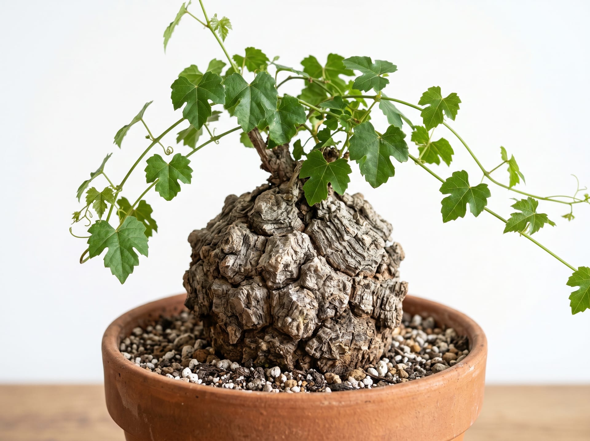 キフォステンマ・ユッタエの育て方・特徴・価格相場｜塊根植物図鑑