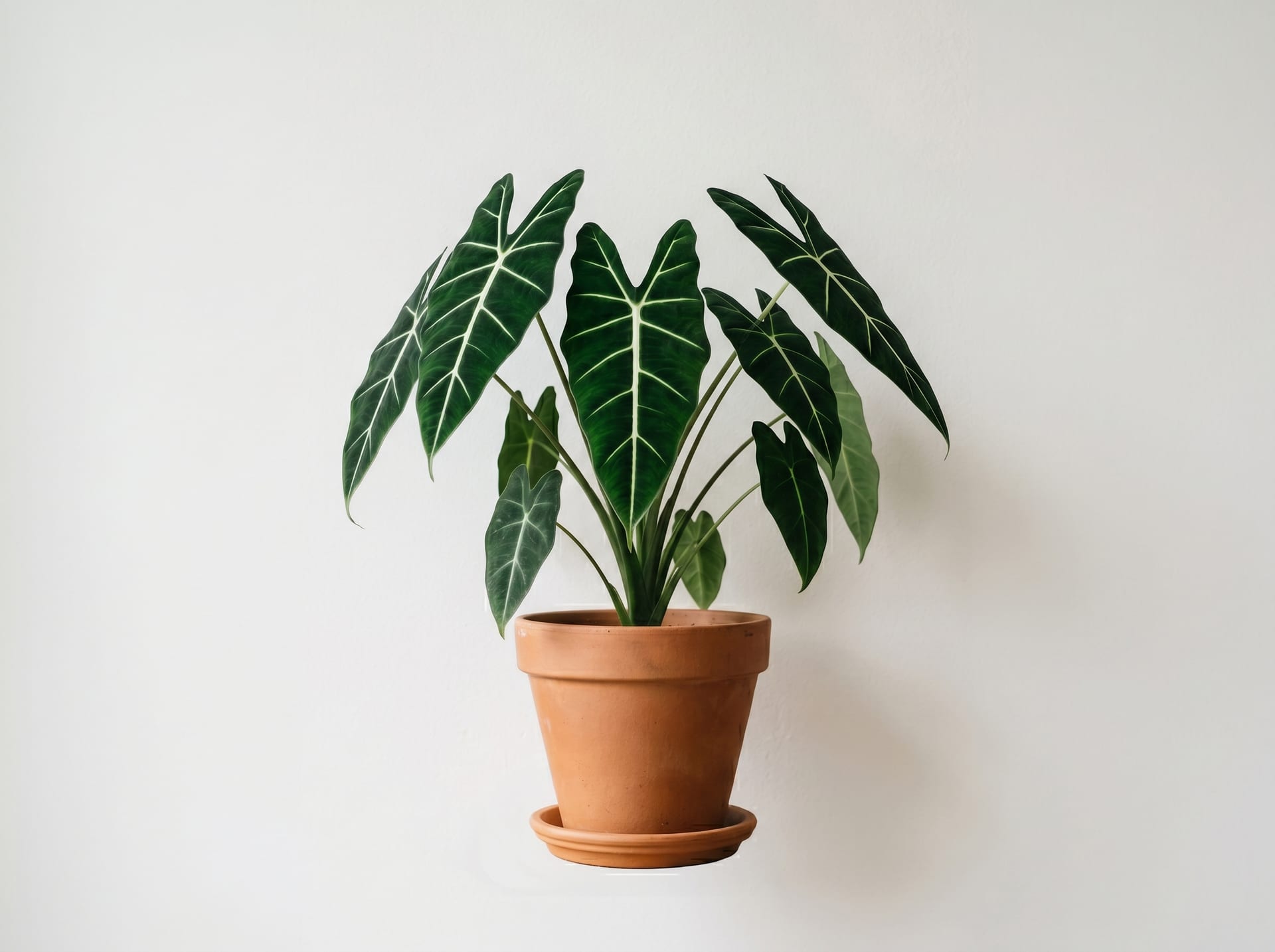 その他観葉植物 Alocasia Frydek アロカシア・フリデック（30〜60cm・多年草） — 栽培ガイド・特徴