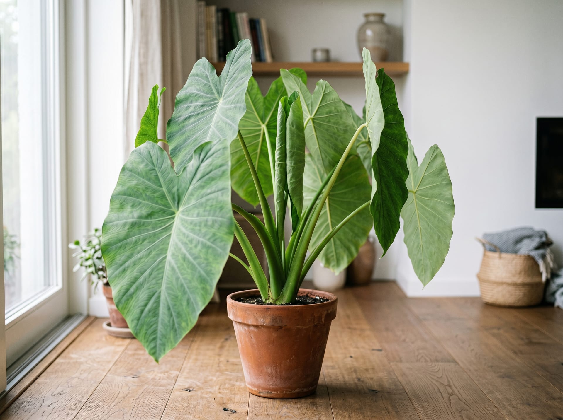 Elephant Ear