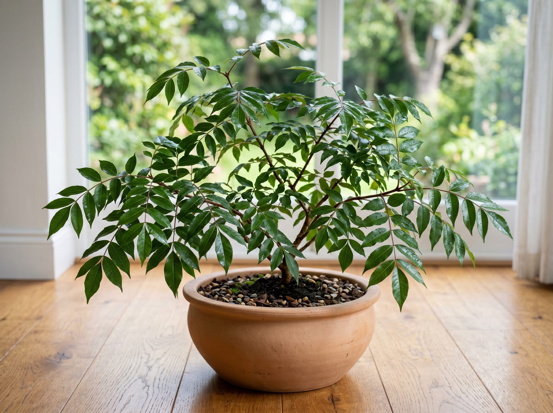 Evergreen Ash (Cojoba arborea var. angustifolia)