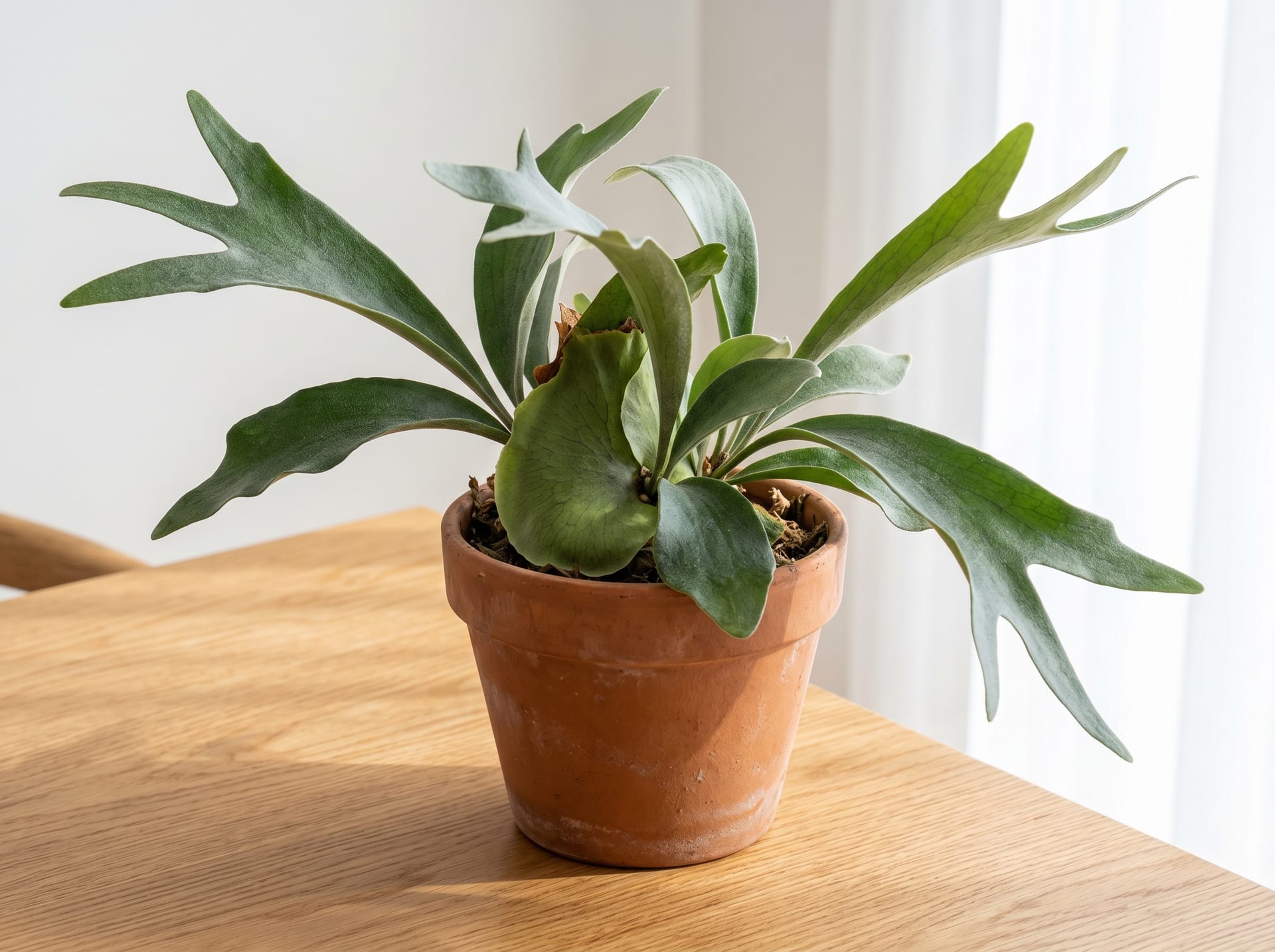 ビカクシダ（コウモリラン）の育て方・特徴・価格相場｜観葉植物図鑑