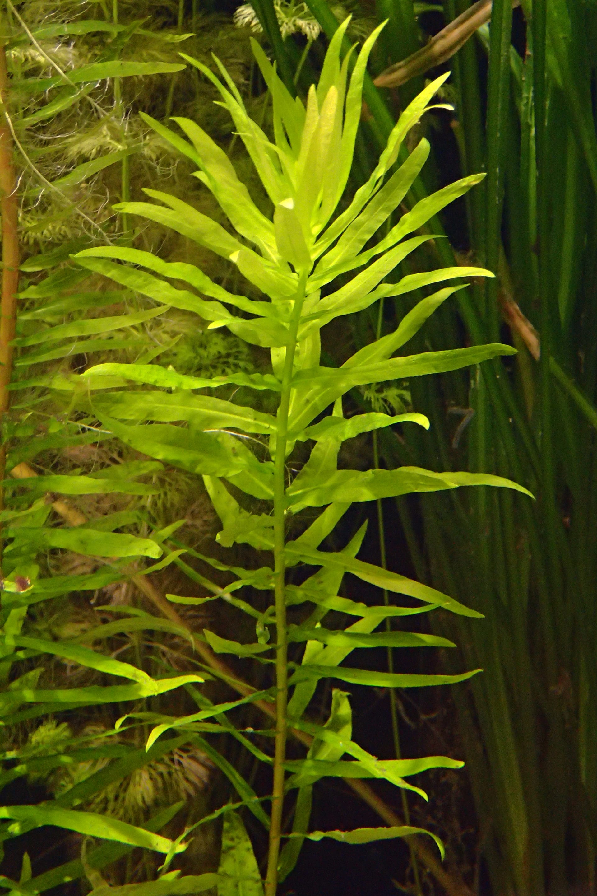 Ammannia gracilis