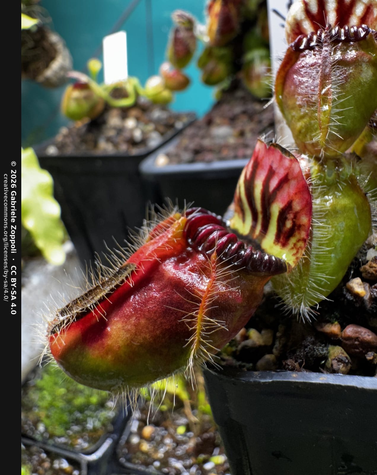 Cephalotus Eden Black
