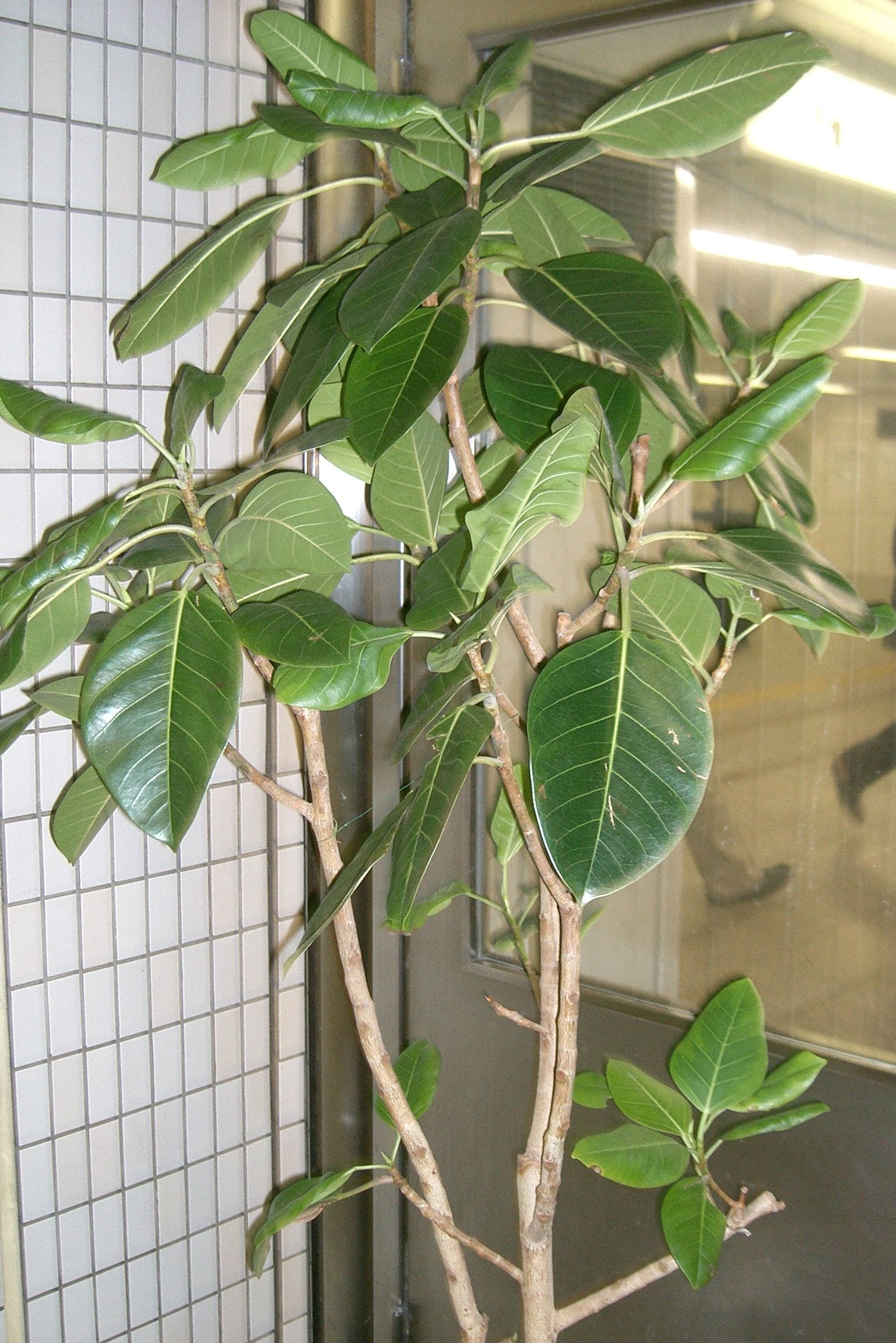 フィカス・アルテシーマ