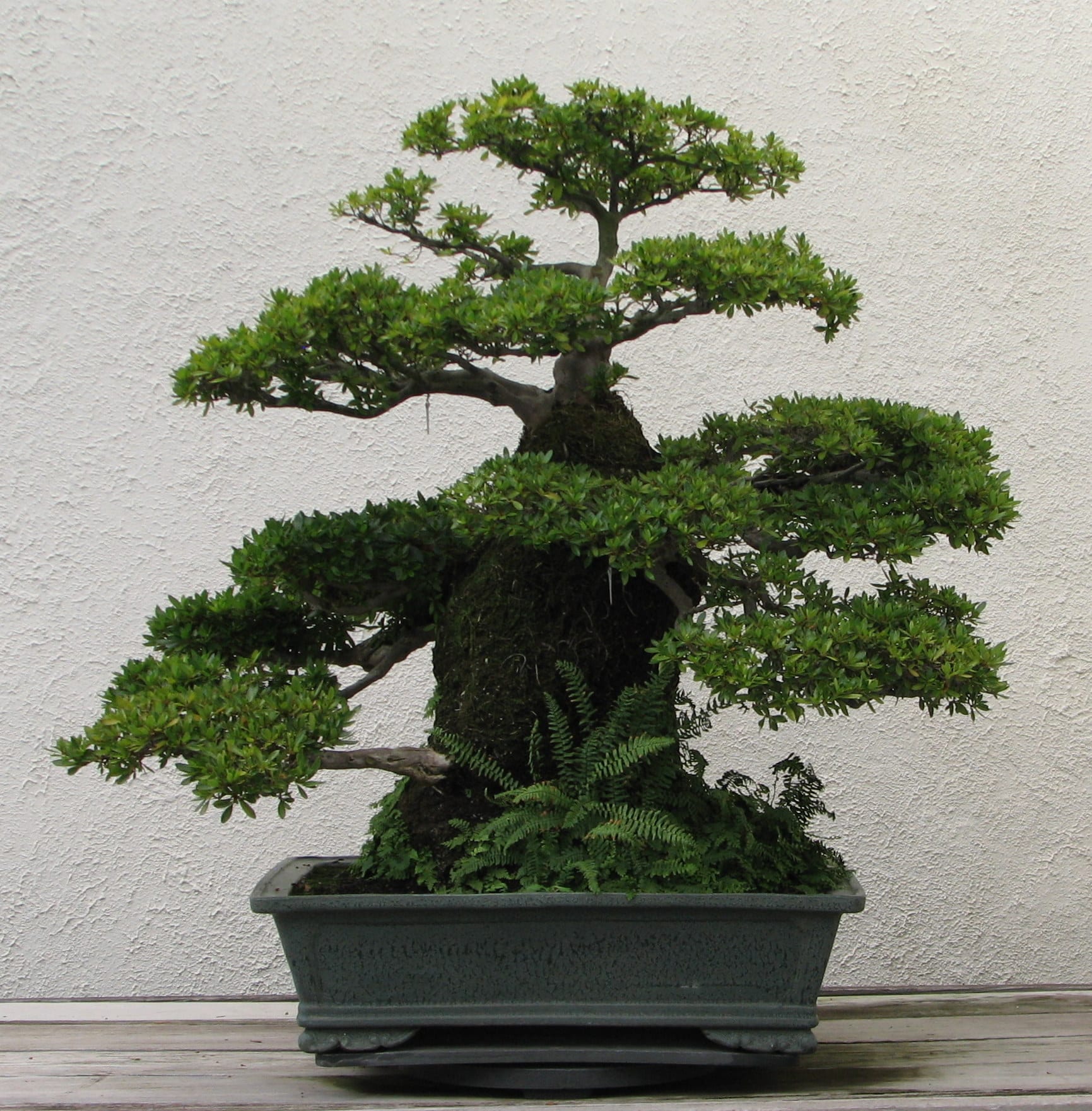 大盃