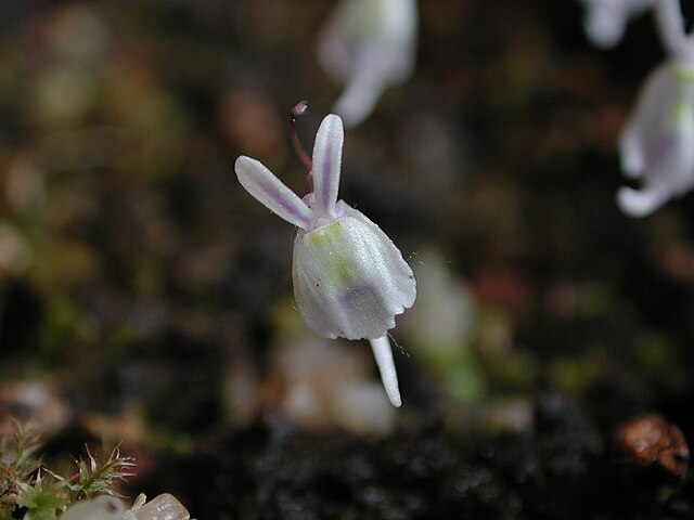 ウトリキュラリア・サンデルソニー (Utricularia sandersonii)