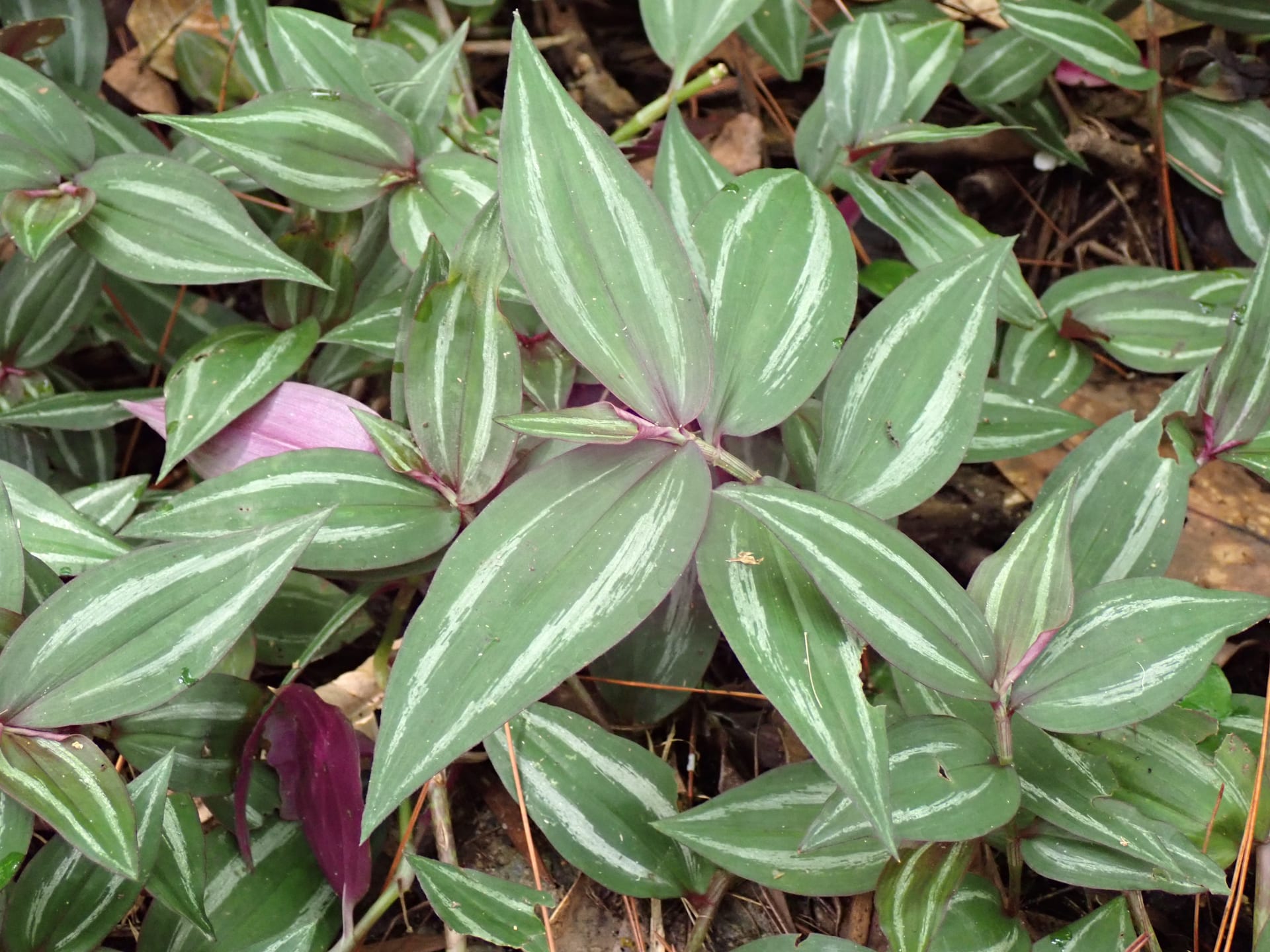 Tradescantia