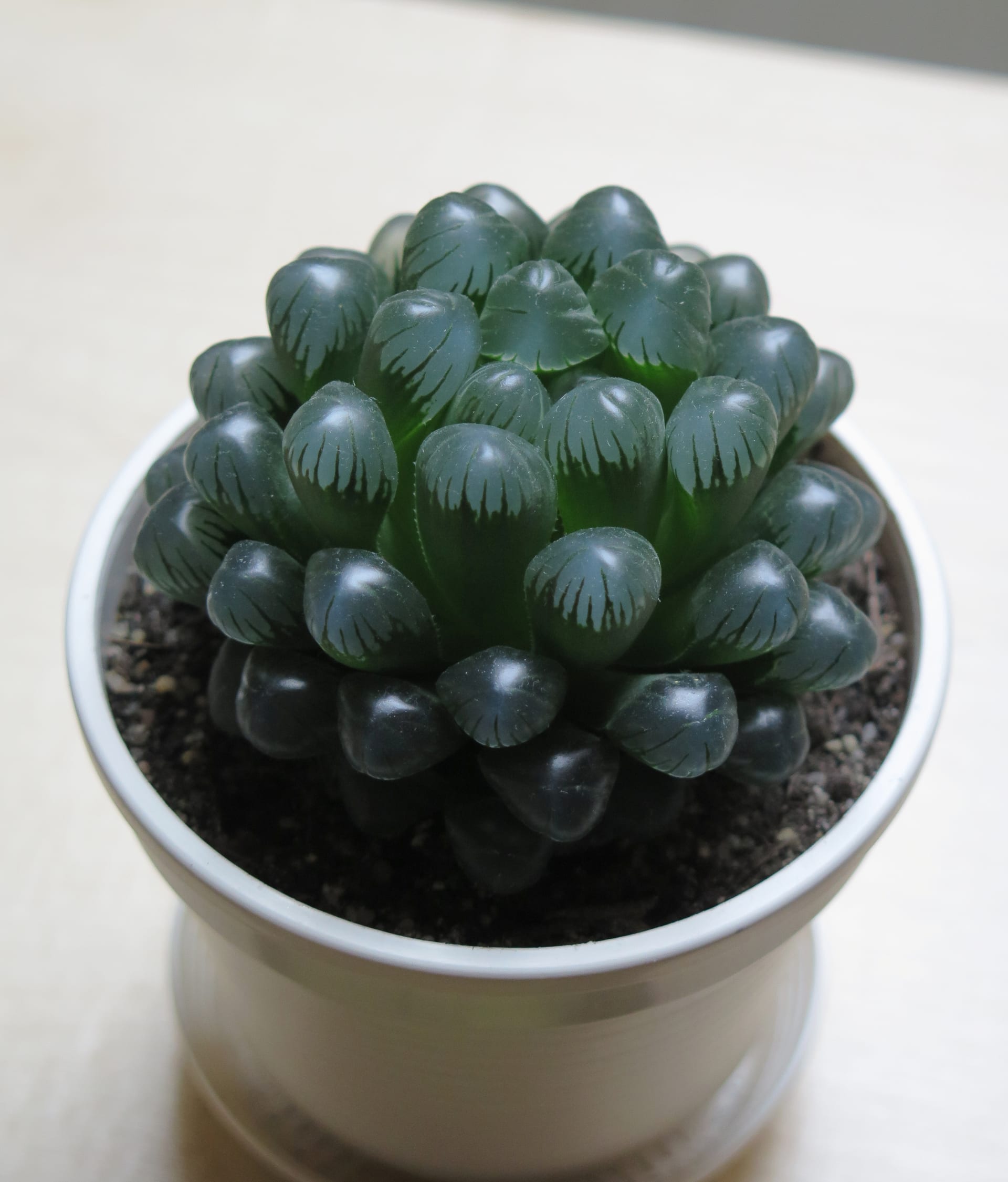 ハオルチア・オブツーサの育て方・特徴・価格相場｜多肉植物図鑑