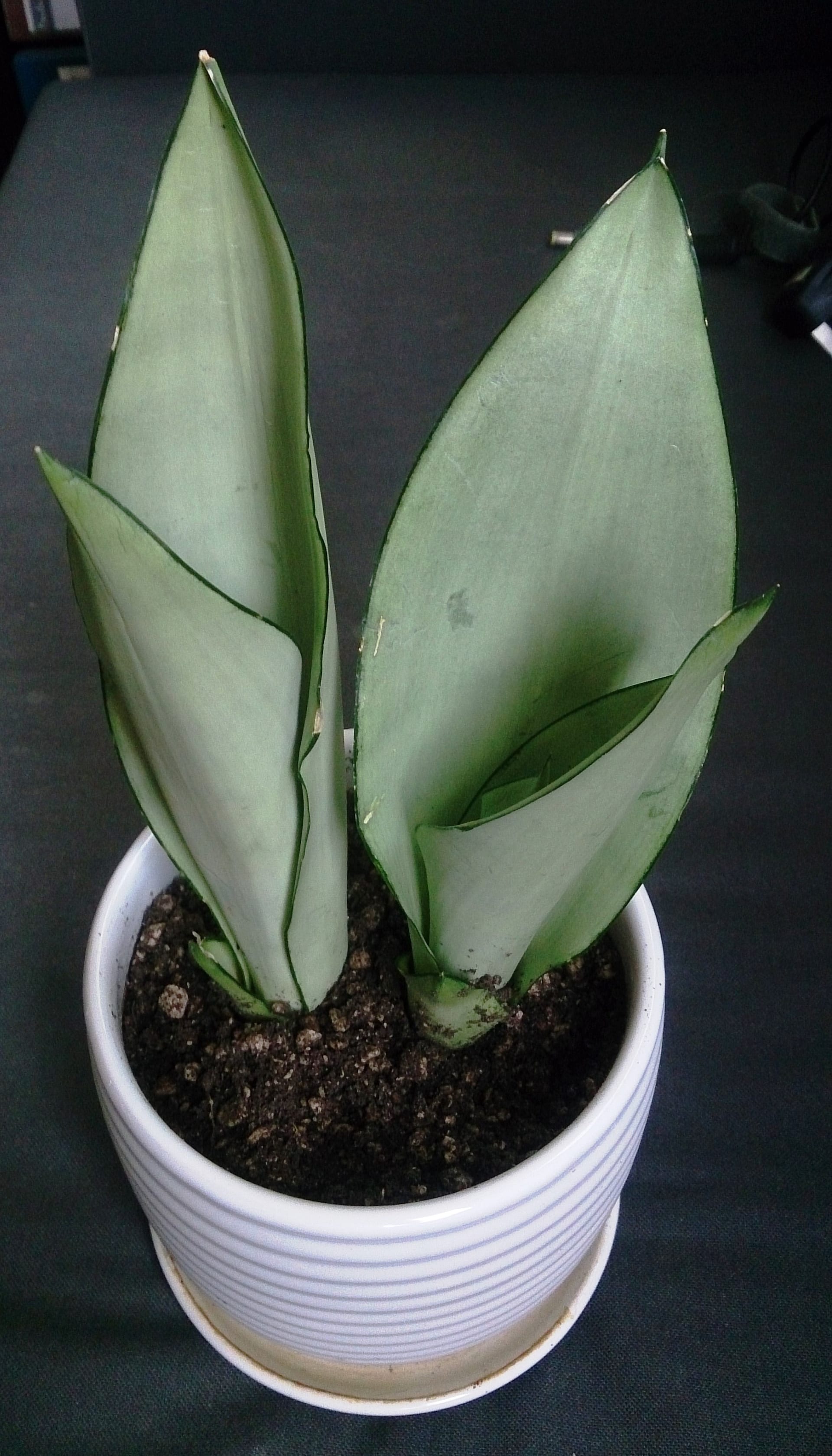 Snake Plant 'Moonshine'