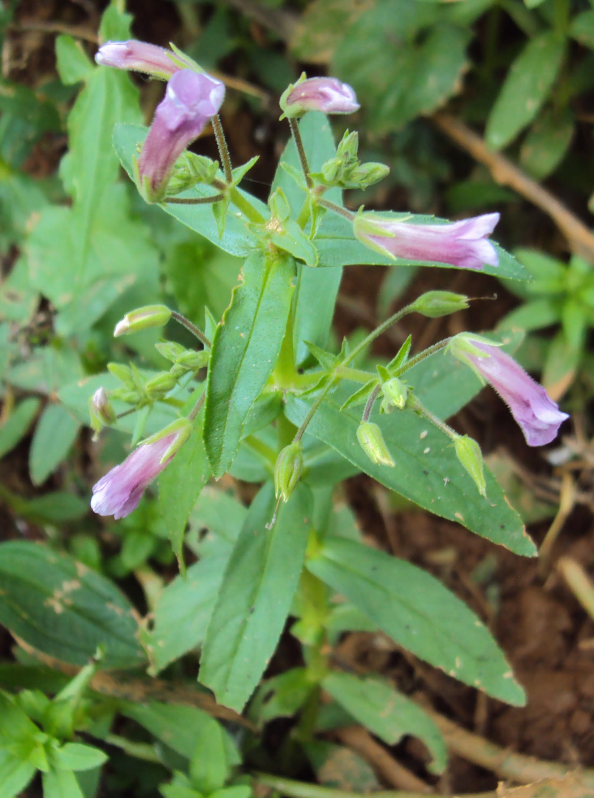 Rice paddy herb
