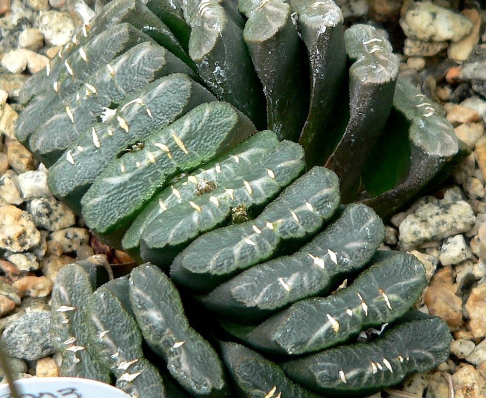 Haworthia truncata