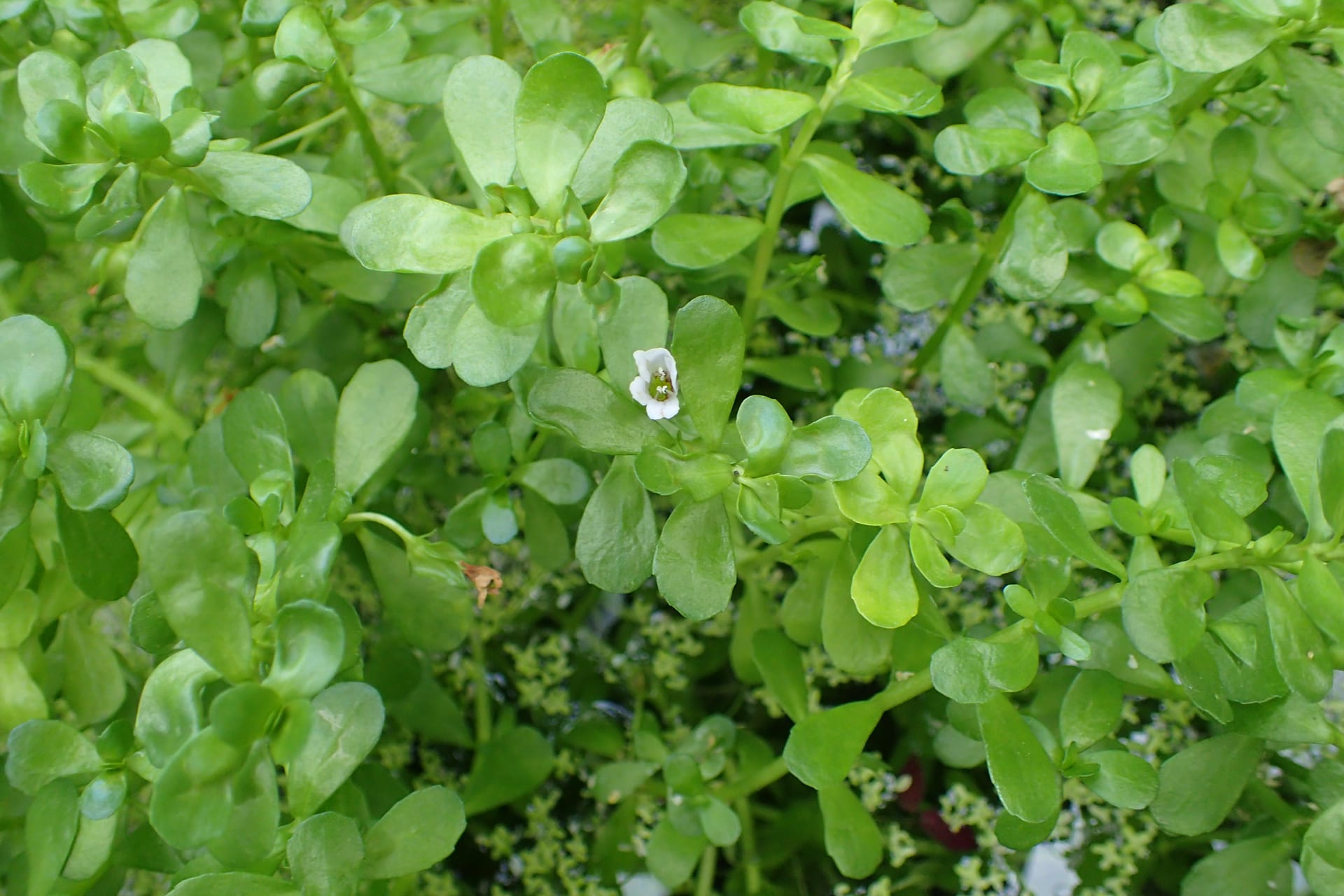 小米草