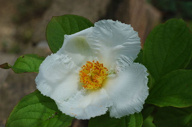 野茶花（夏山茶）