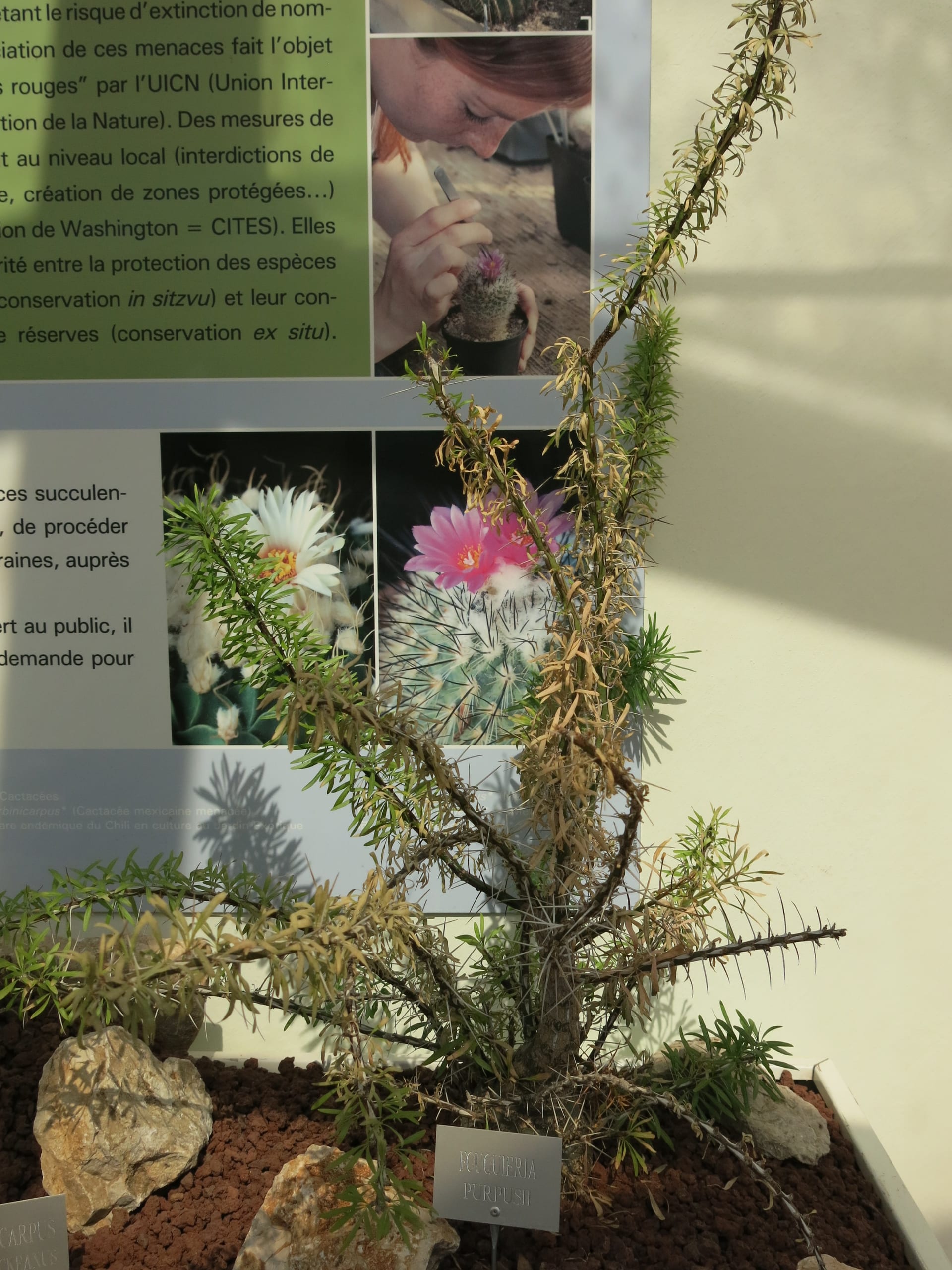 傅立葉普爾普西 (Fouquieria purpusii) (Fouquieria purpusii)