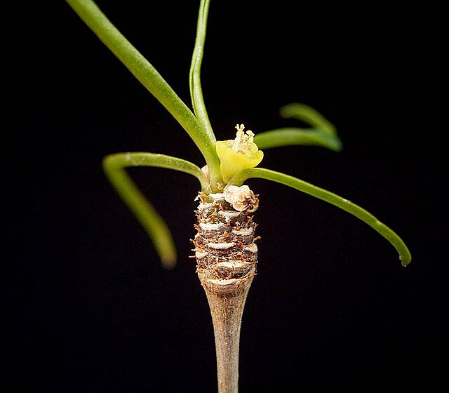 白莖大戟 (Euphorbia hedyotoides)