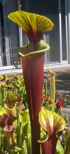 Sarracenia flava var. rubricorpora
