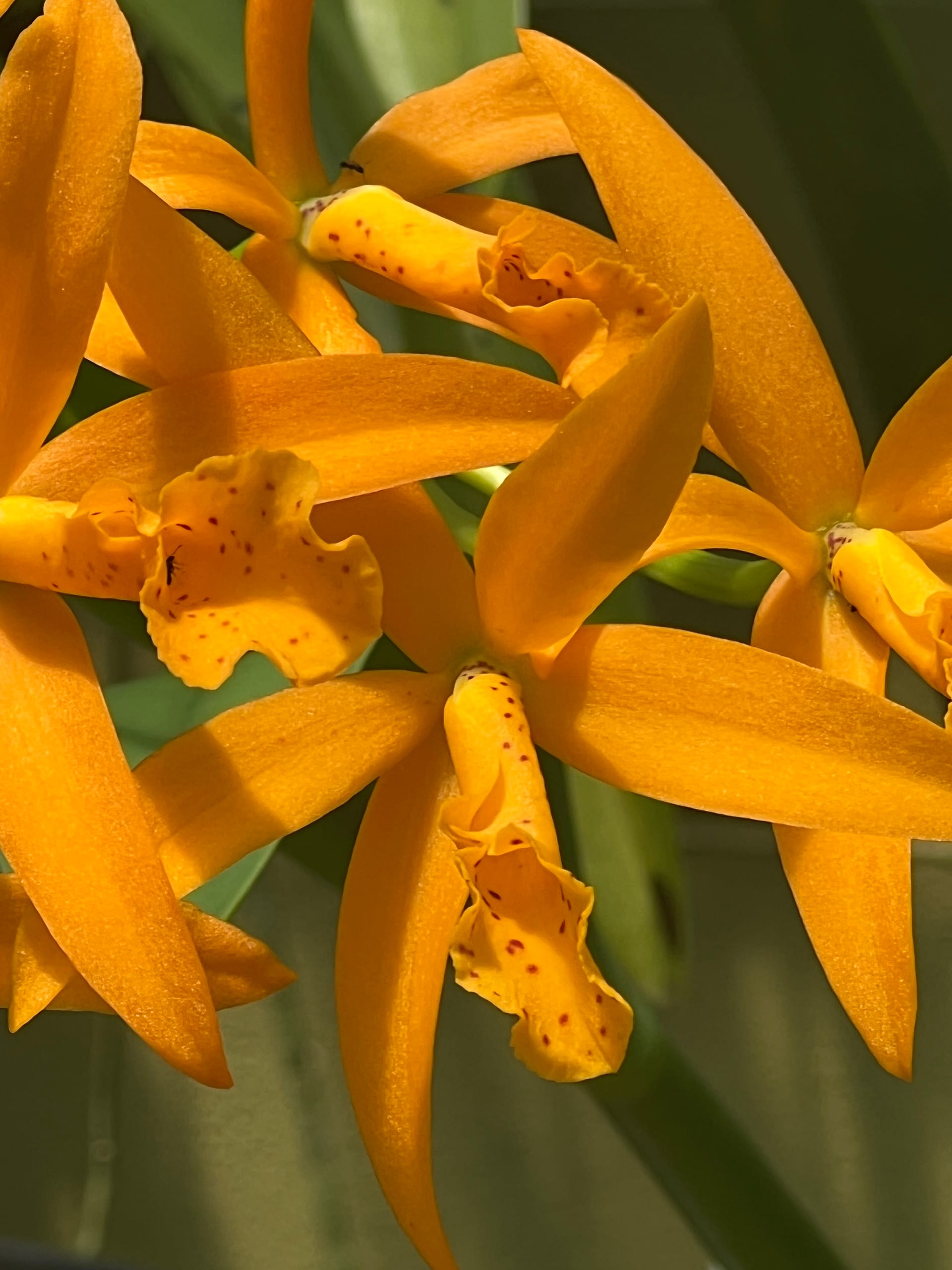Orange Guarianthe