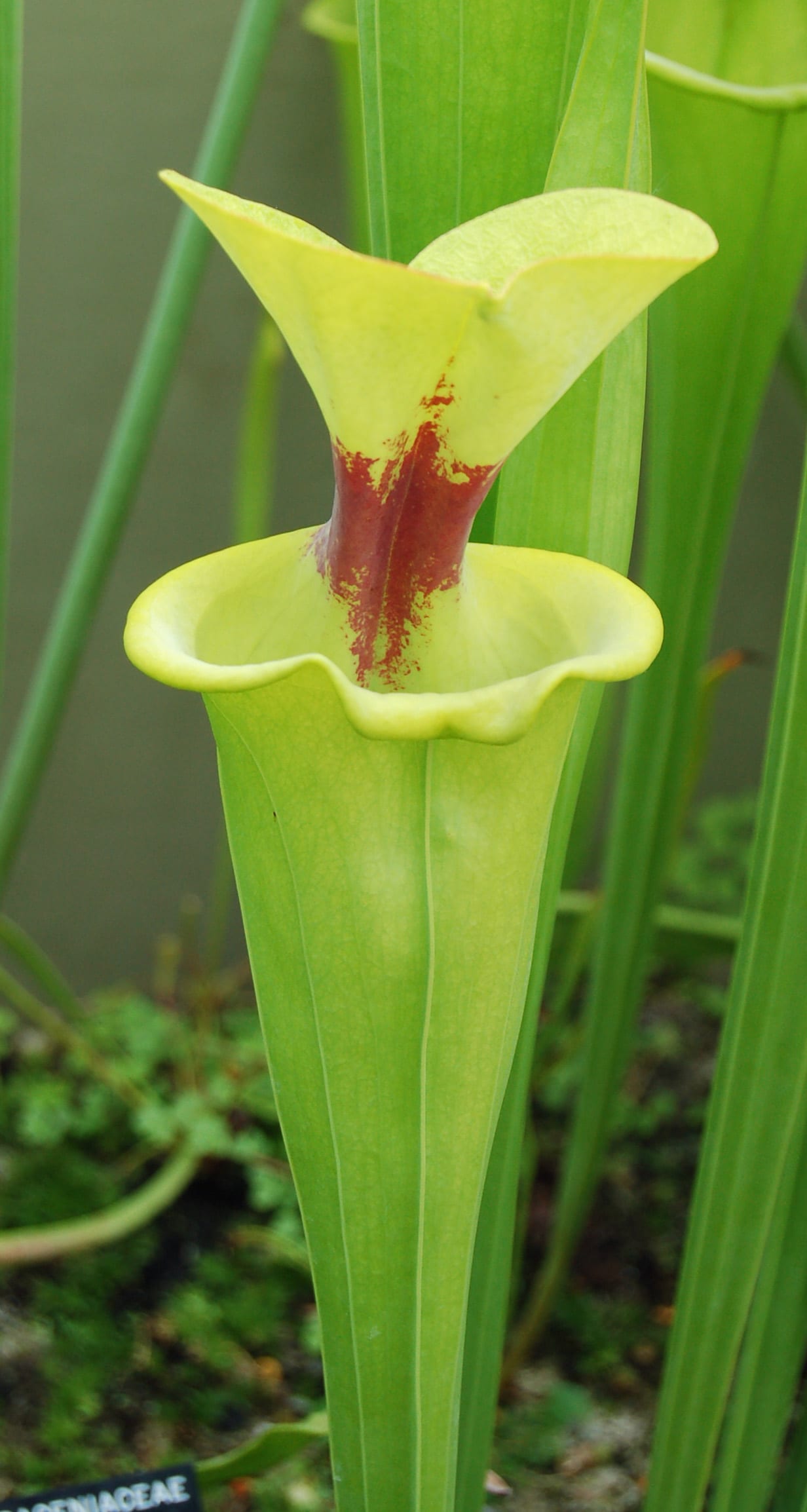 Sarracenia flava var. maxima