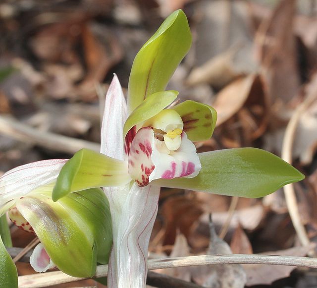 Cymbidium Goeringii