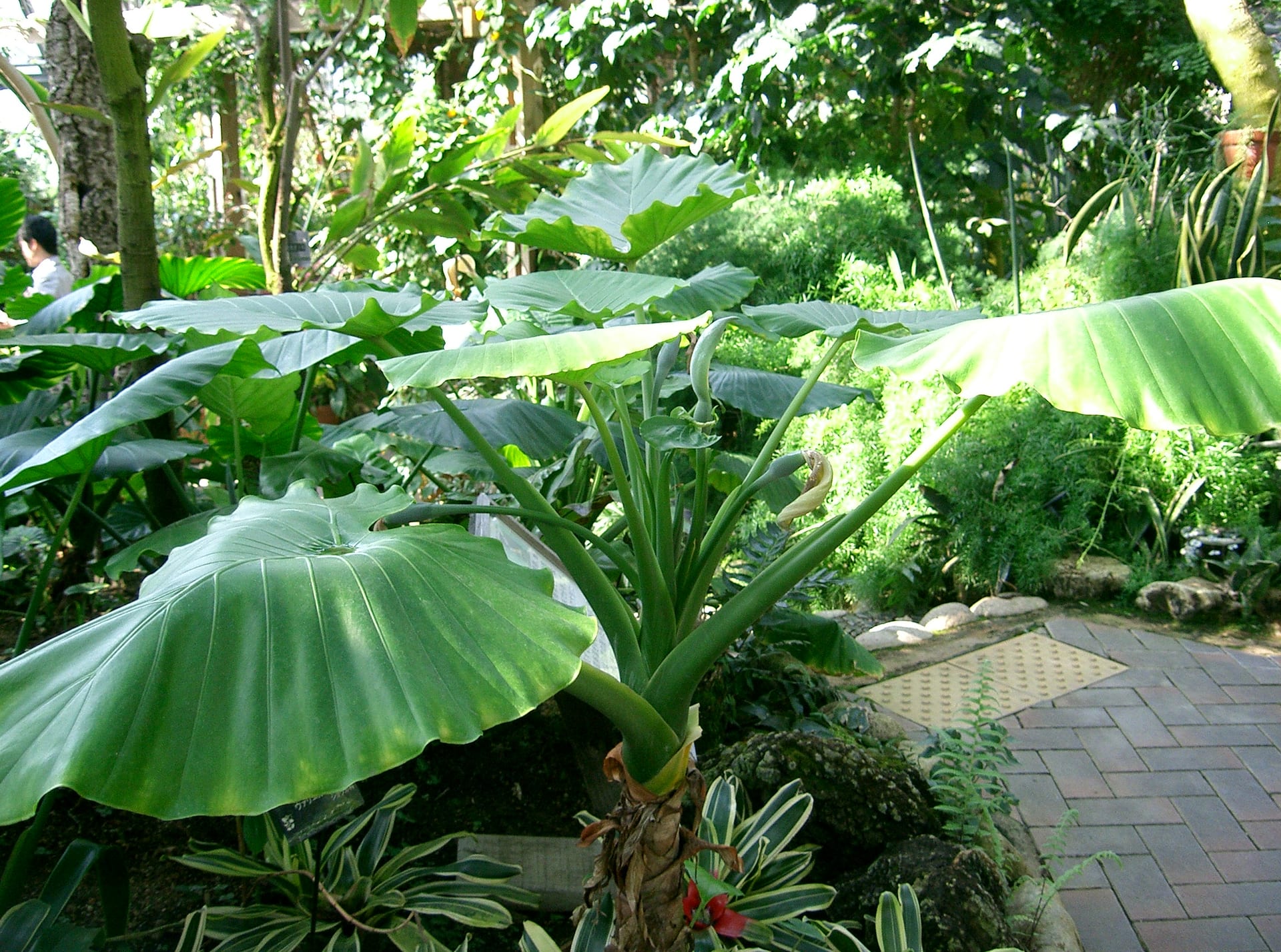 Night-scented Lily / Giant Upright Elephant Ear