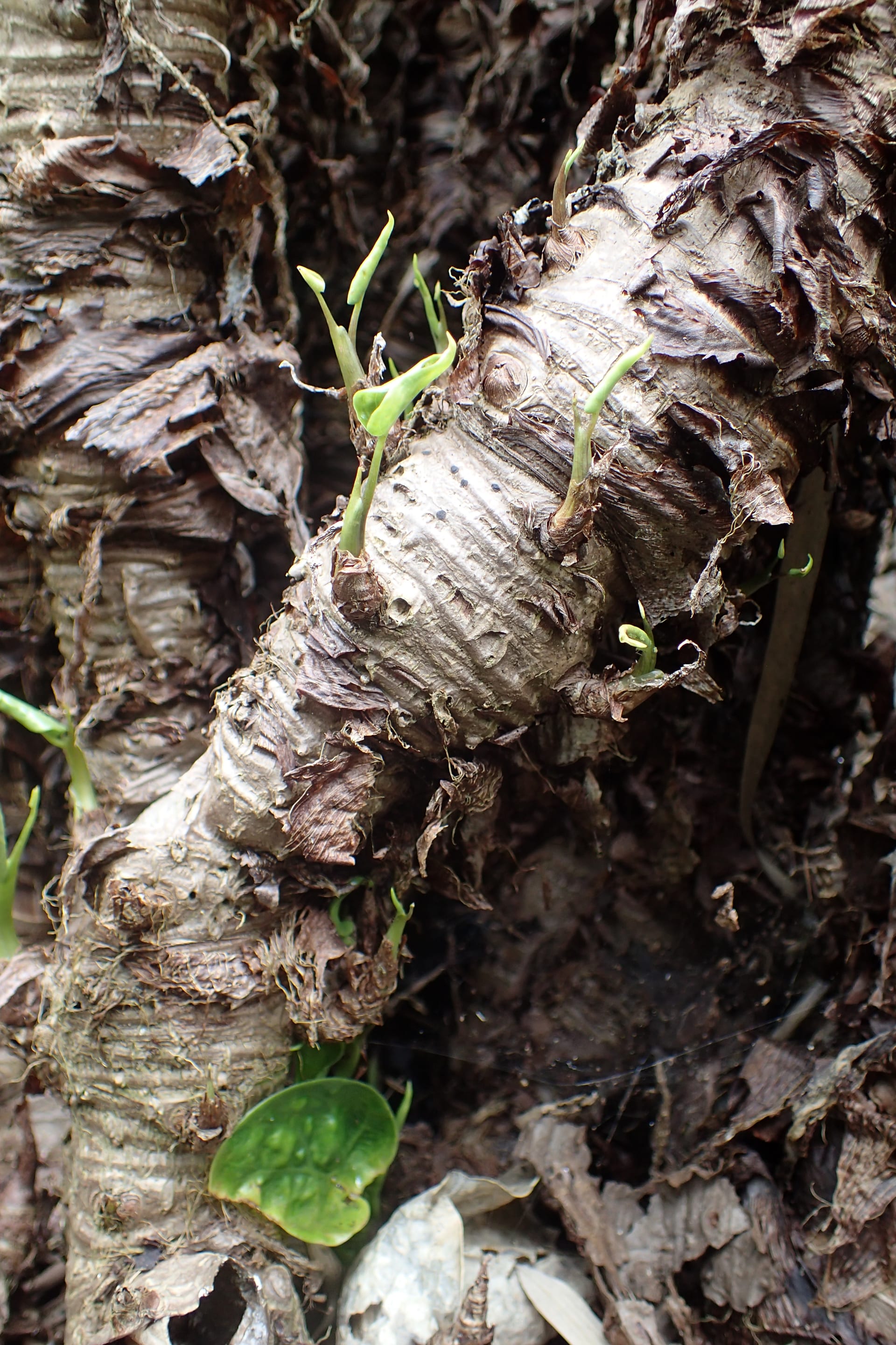 Chinese Taro / Buddha's Hand