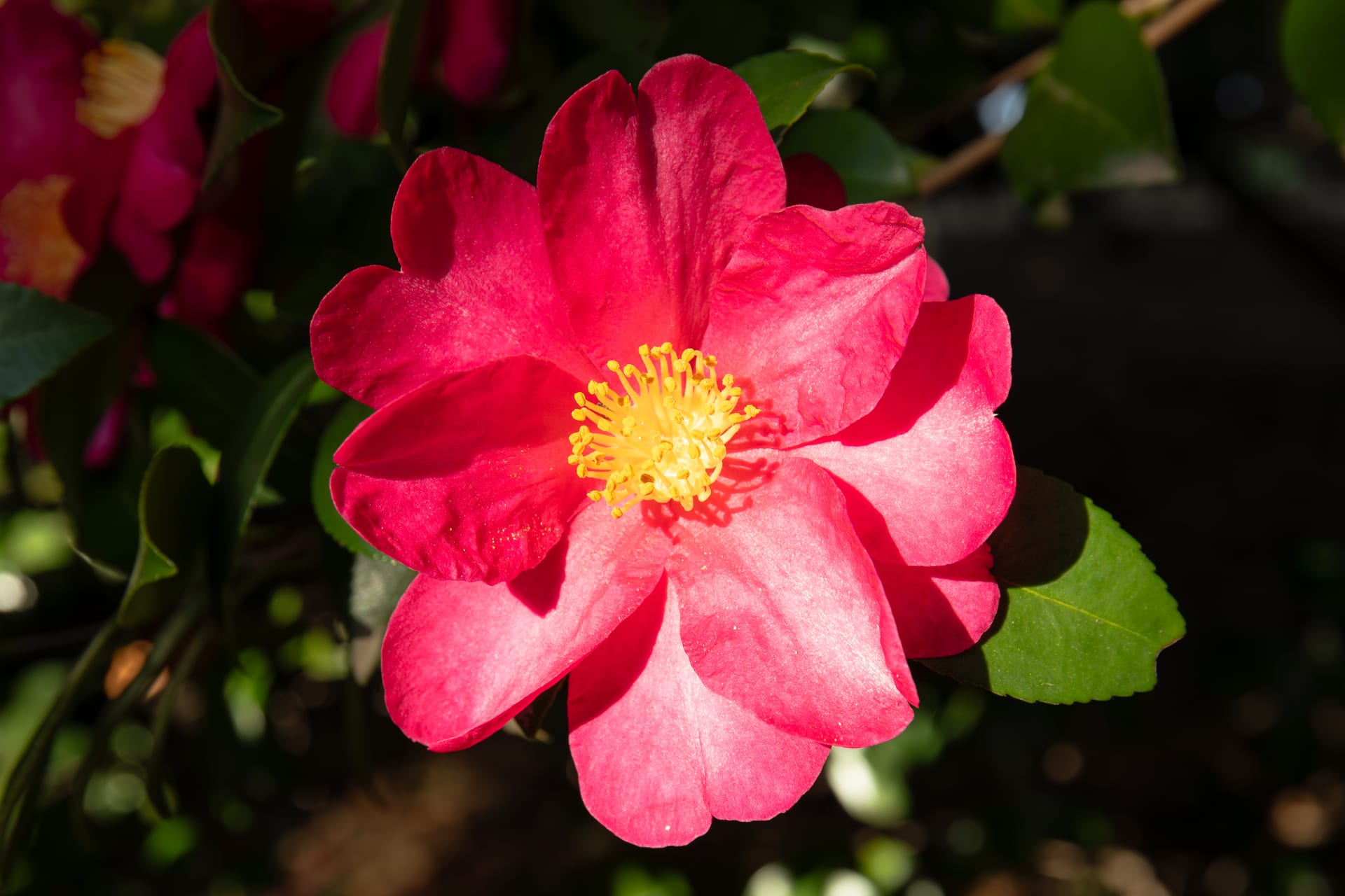 山茶花