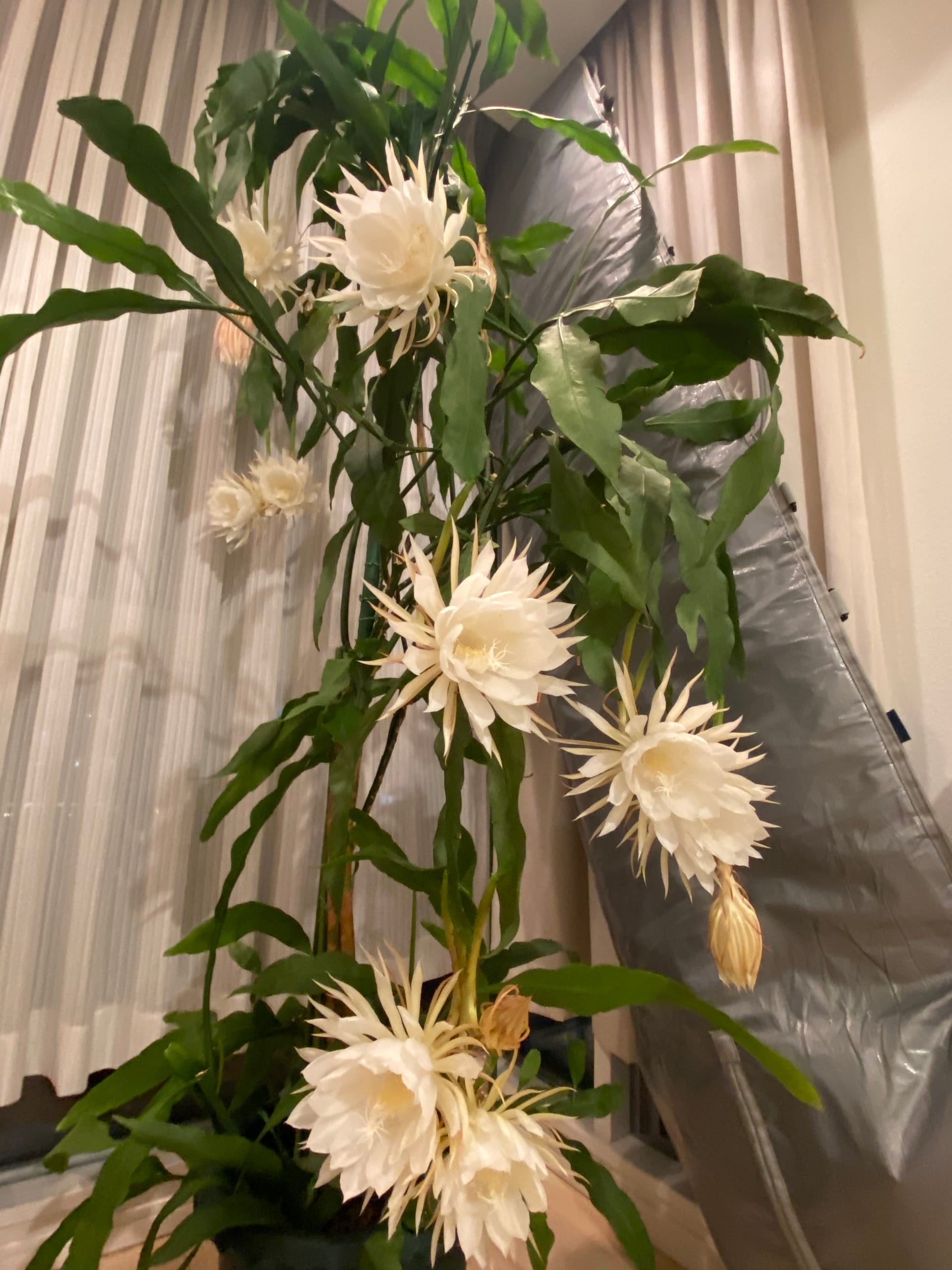昙花