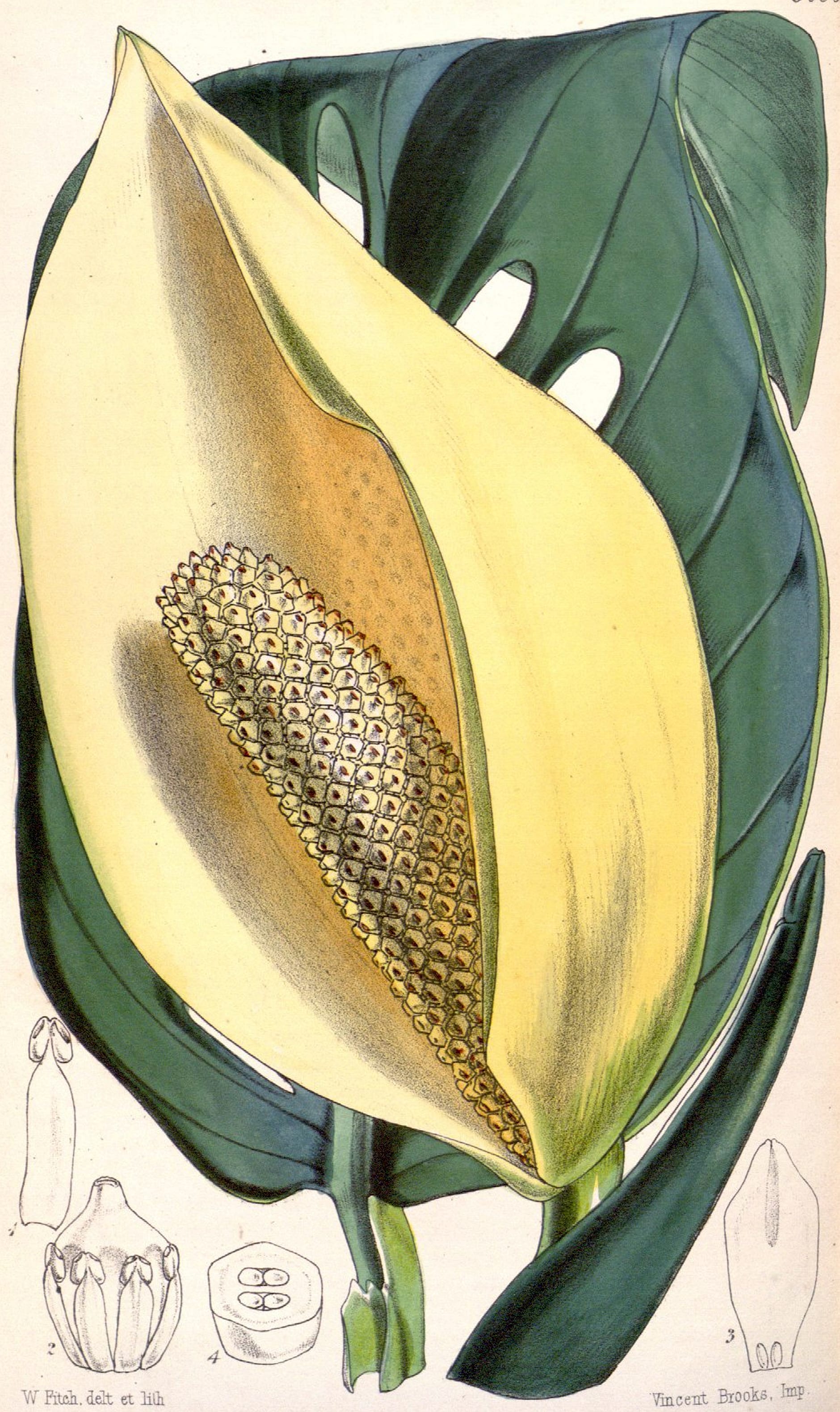 Monstera Adansonii
