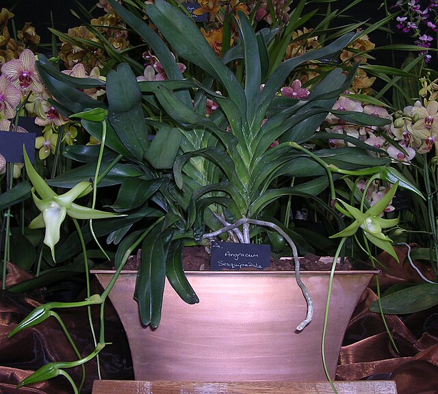 安格雷卡姆(Angraecum)