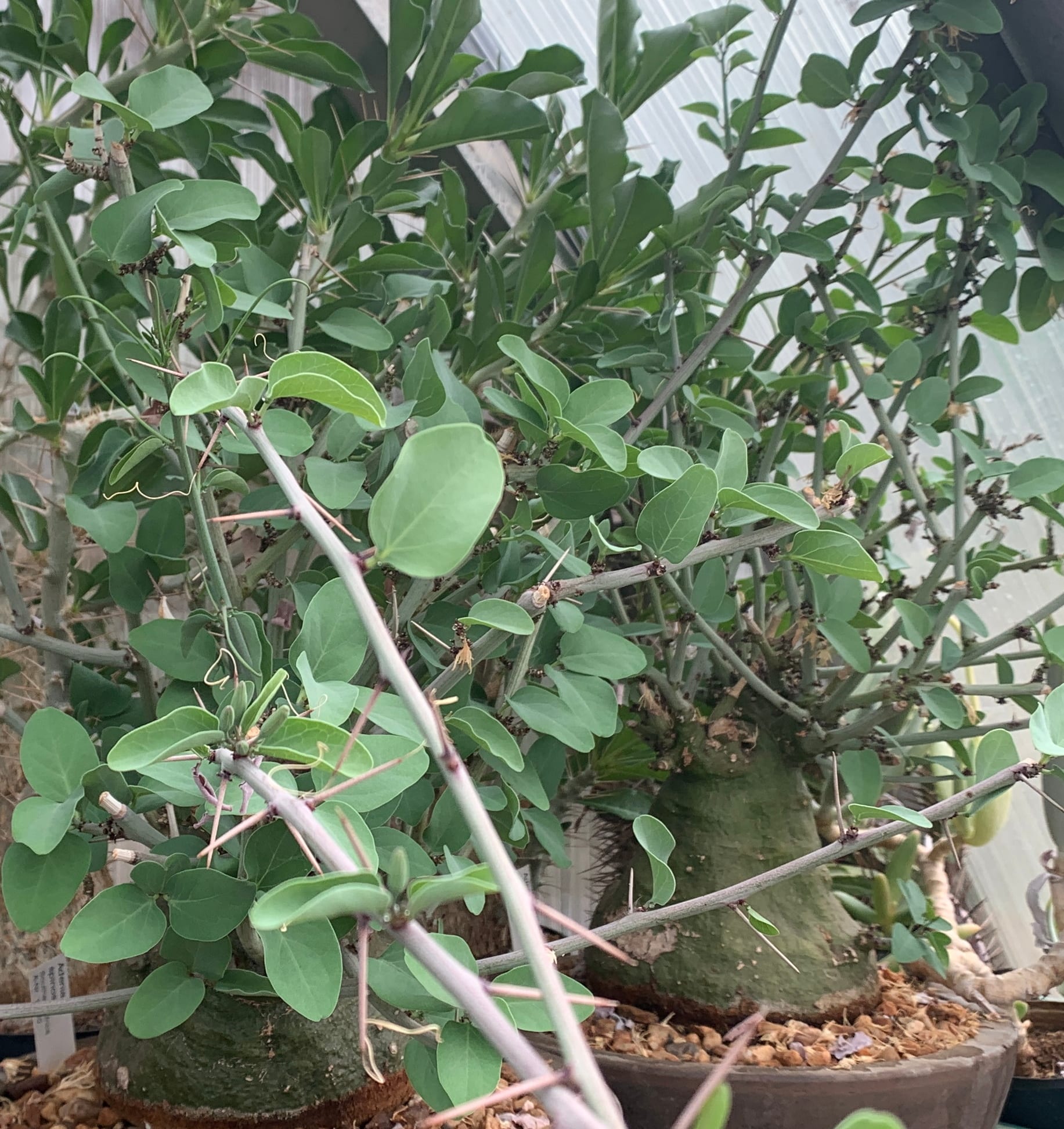 Adenia spinosa