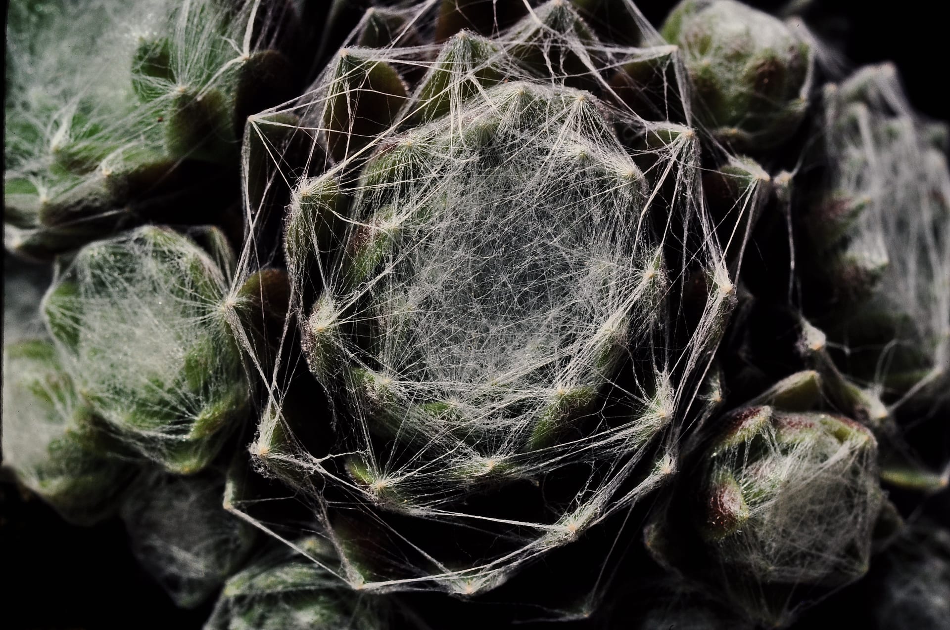 Cobweb houseleek (Sempervivum arachnoideum)