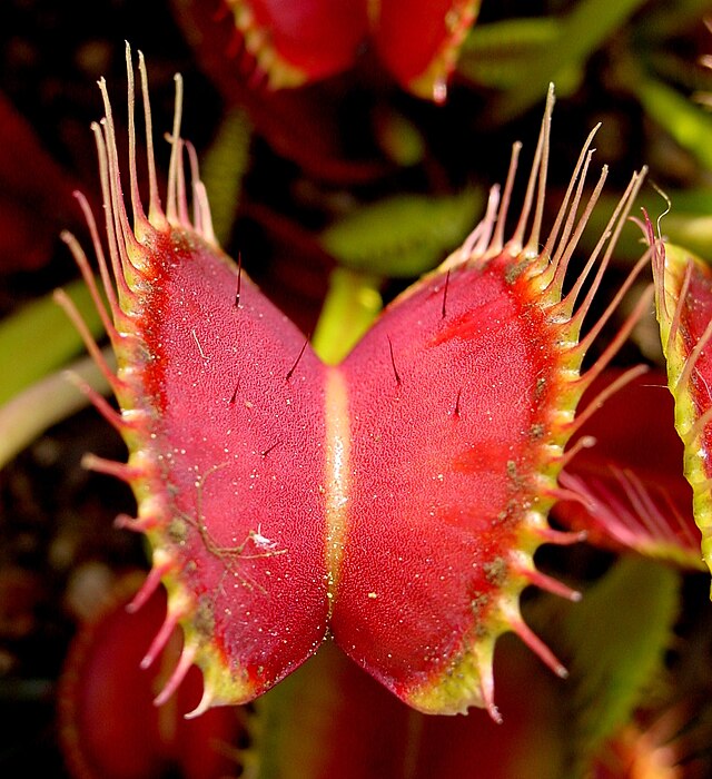 Managing Venus Flytrap Trap Triggers | Protecting Your Plant by Minimizing Unnecessary Stimulation
