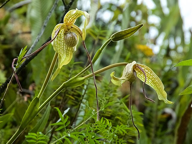 Phragmipedium