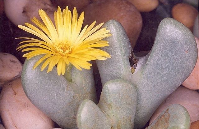 肉錐花