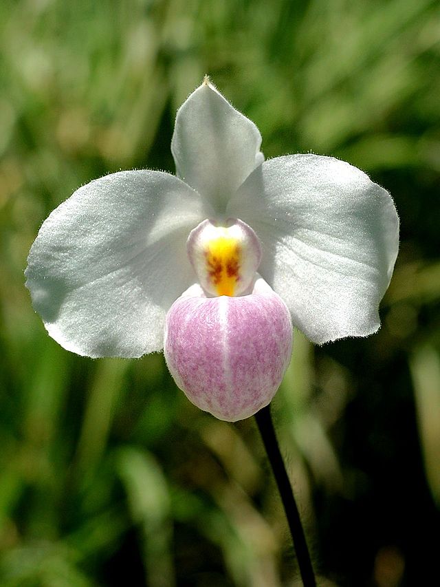 Paphiopedilum Delenatii (Paphiopedilum delenatii)