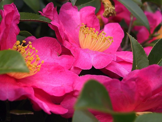 山茶