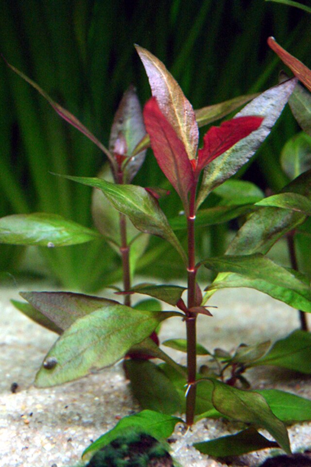 红宫廷（Alternanthera reineckii）