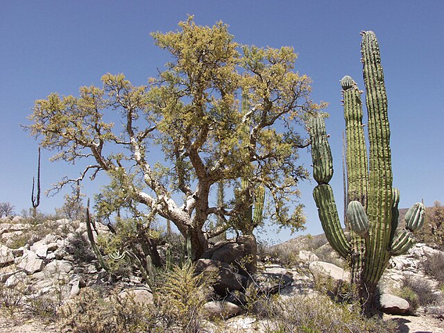 Pachycormus Discolor (Pachycormus discolor)
