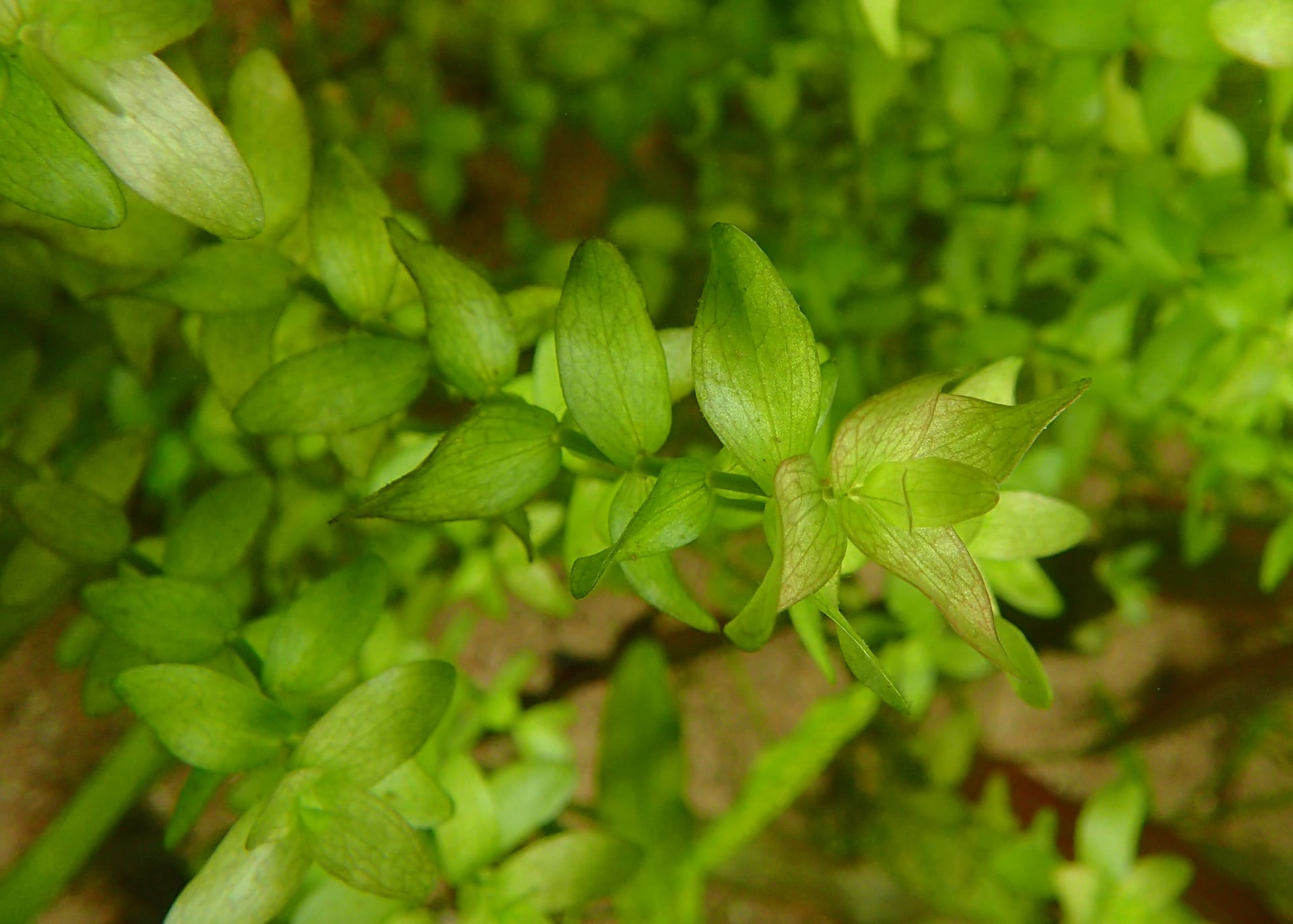 巴科巴·卡罗莱纳(Bacopa caroliniana)