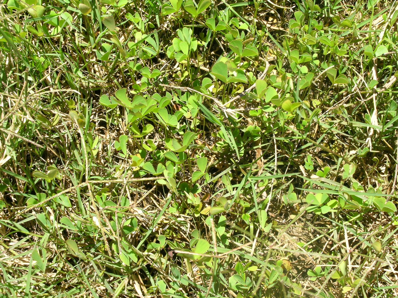 Marsilea Hirsuta