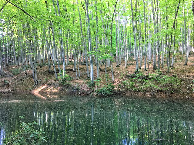 日本山毛櫸