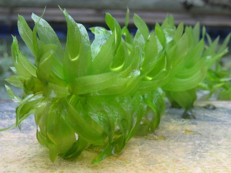 Brazilian waterweed (Egeria densa)