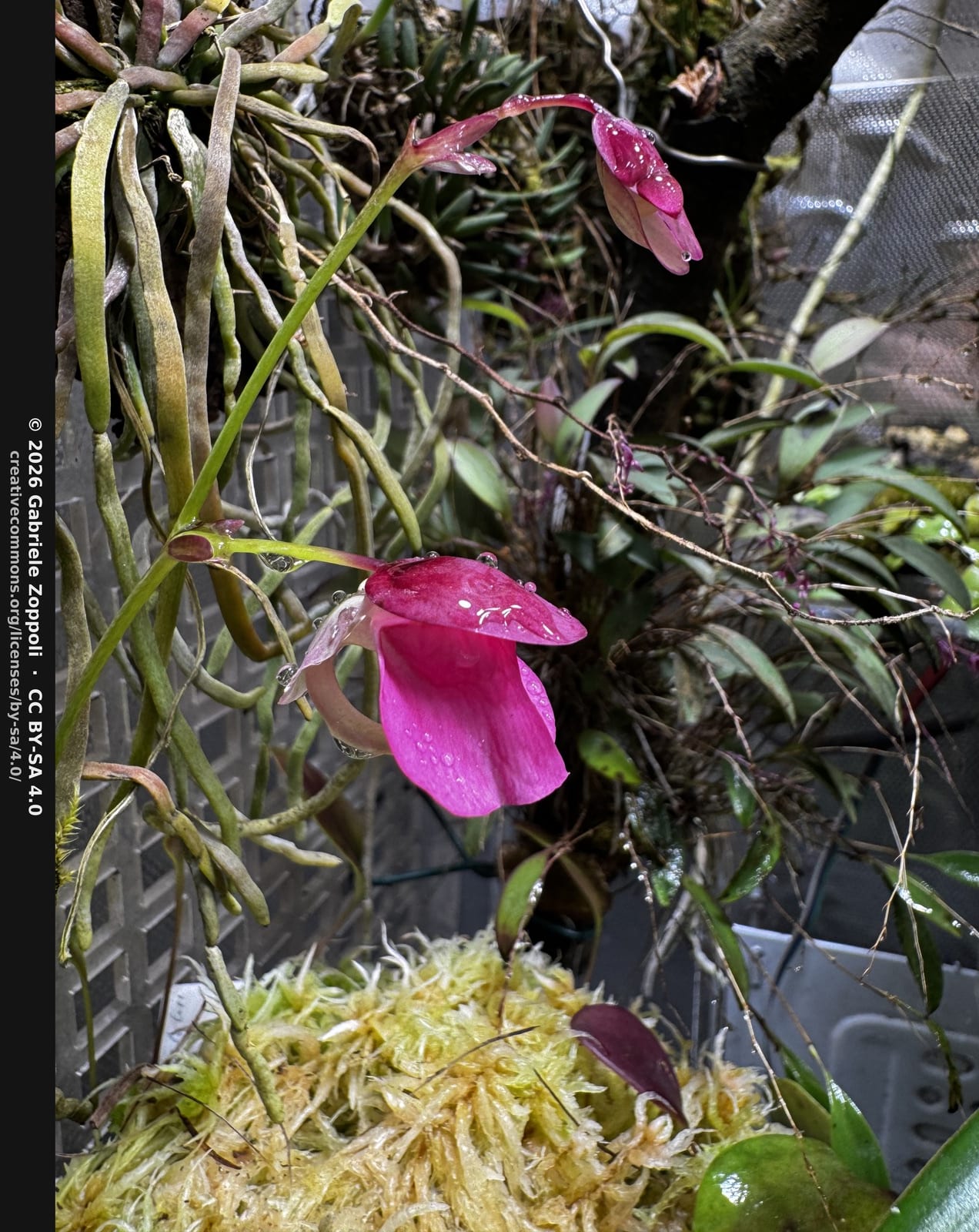 克奇狸藻(Utricularia quelchii) (Utricularia quelchii)